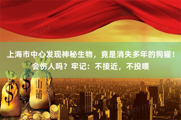 上海市中心发现神秘生物，竟是消失多年的狗獾！会伤人吗？牢记：不接近，不投喂